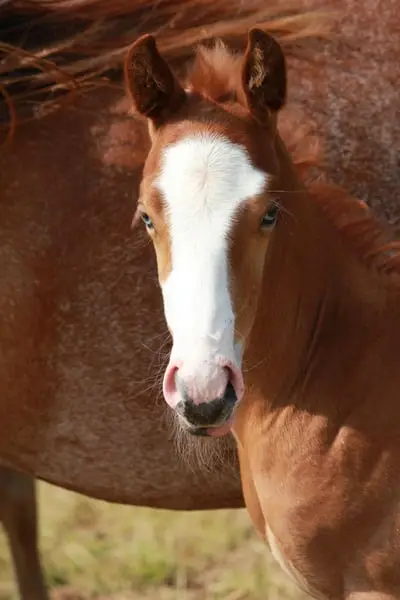 Bildhübscher Quarter Horse Hengst, red roan, blaue Augen