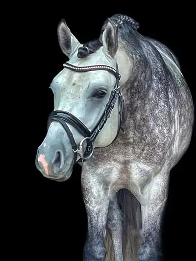 Typvoller Ponyhengst direkt vom Züchter