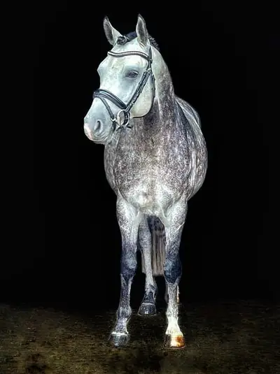 Typvoller Ponyhengst direkt vom Züchter