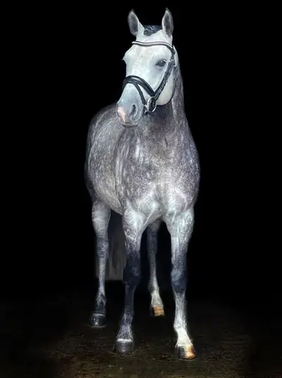Typvoller Ponyhengst direkt vom Züchter