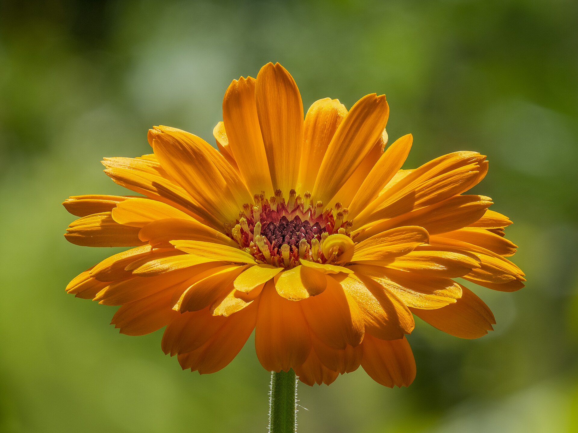 Ringelblume beim Pferd: Salbe, Aufguss und der Blick auf Mauke
