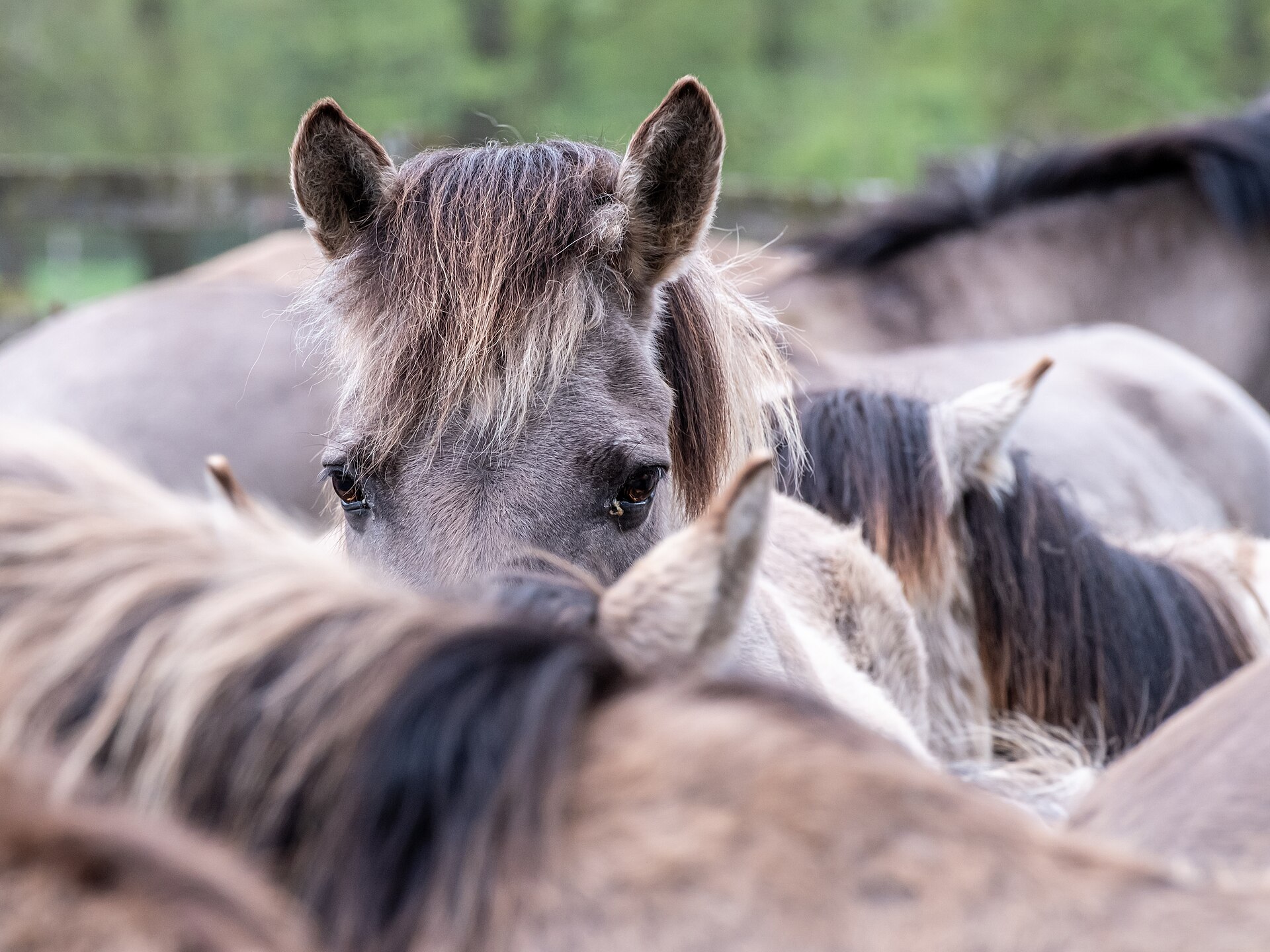 Wild horse populations in Europe: conservation, lifestyle, and population management
