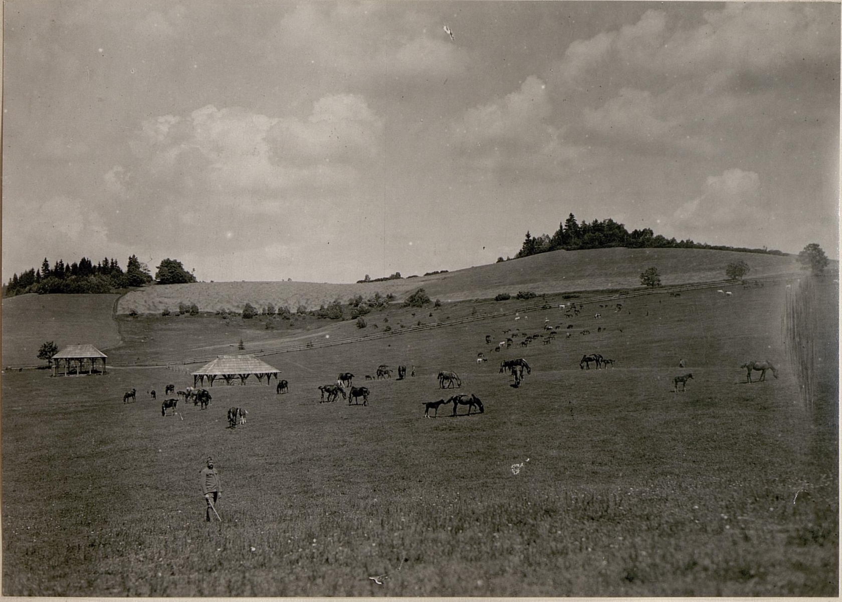 Foal as the subject of a guide on purchase price and rearing costs