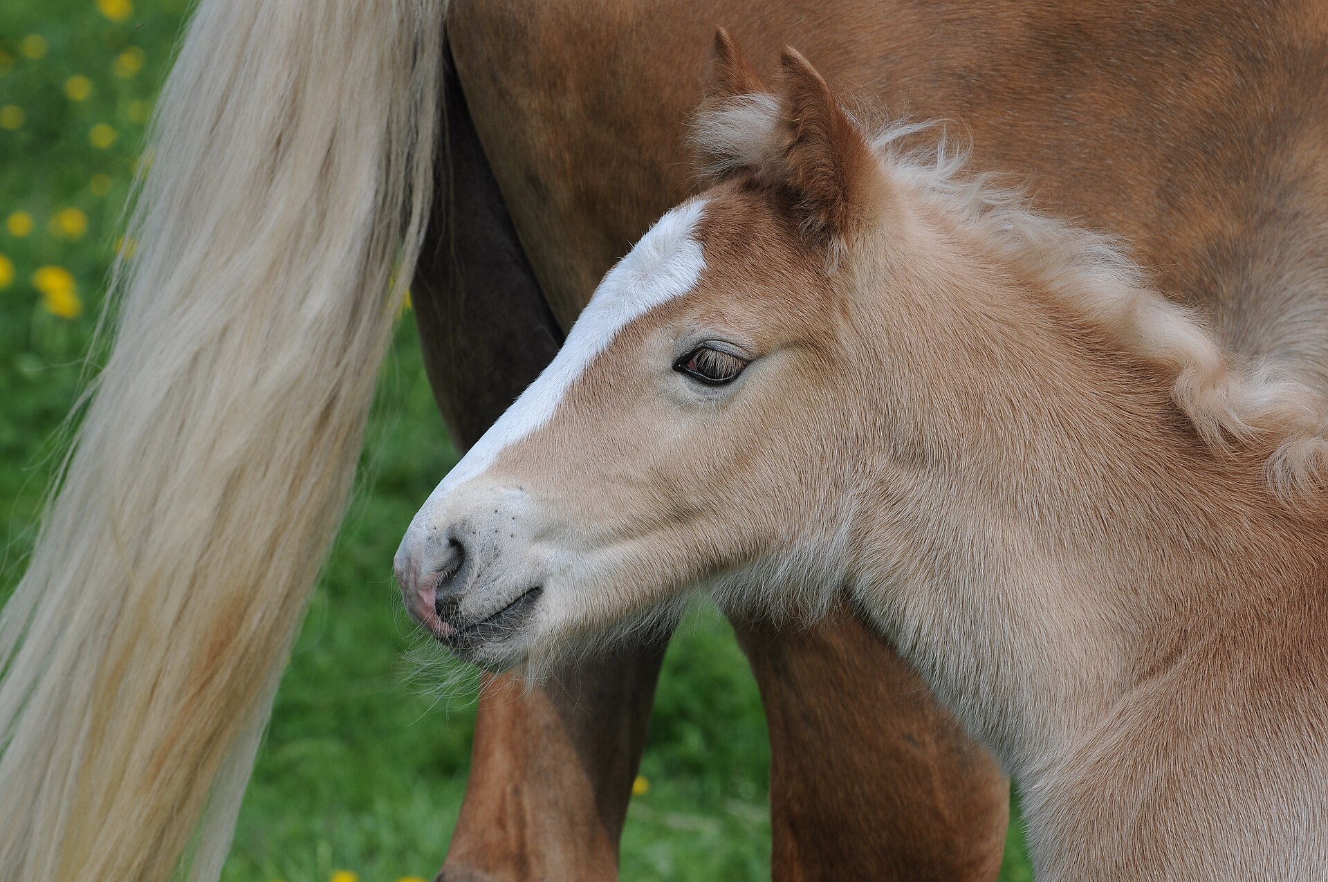 Comprar un Haflinger: Libro Genealógico, Carácter y Usos