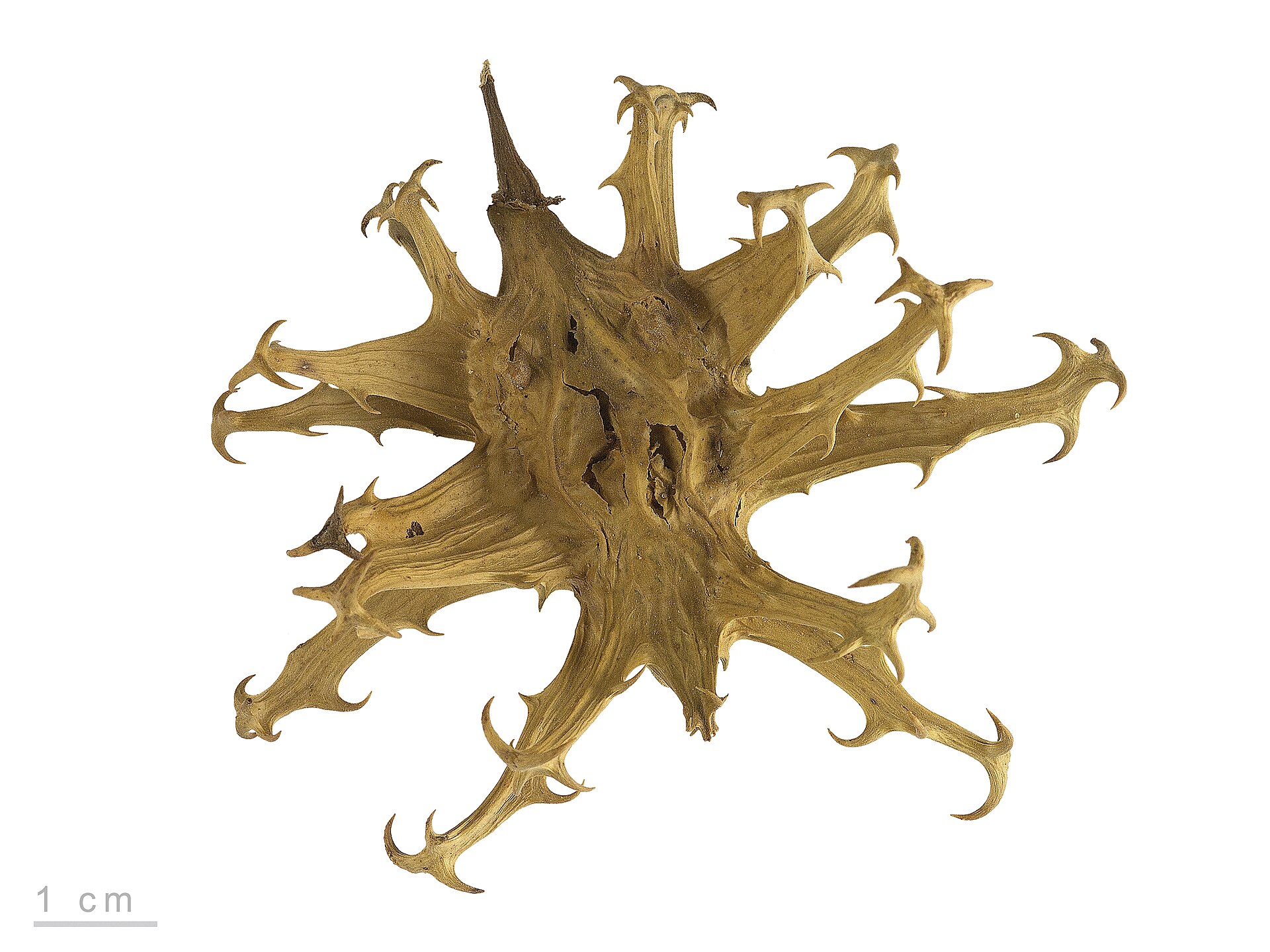 Willow bark and Devil's Claw as a topic for equine joint problems