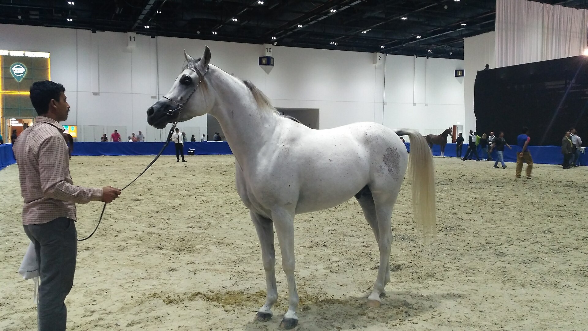 Comprar un caballo en subasta online: proceso, fianza, pujas y gastos
