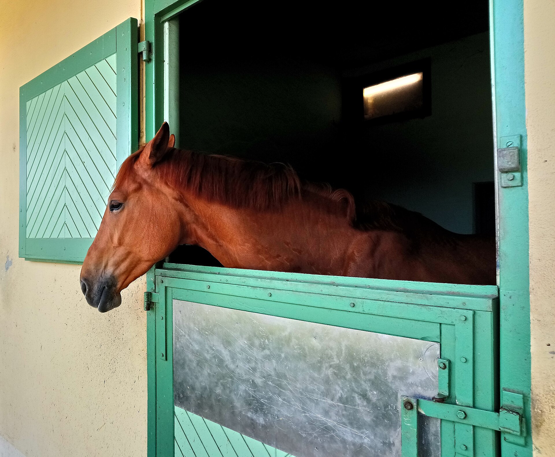 Costos mensuales de tener un caballo: establo, alimentación, herrador y otros gastos