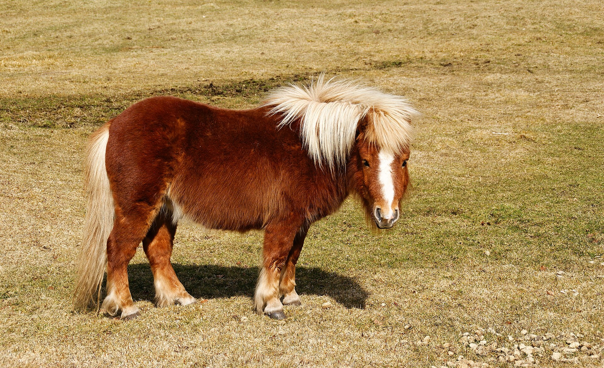 Shetlandpony im Rasseporträt
